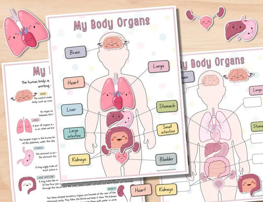 Human Anatomy Busy Book